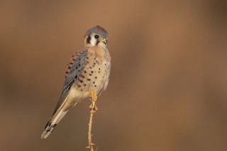 American Kestrel