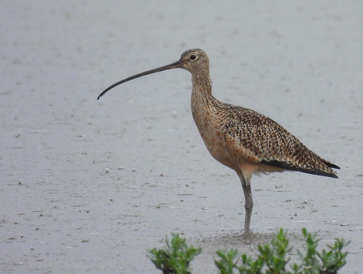 Long-billed Curlew - ML274197711