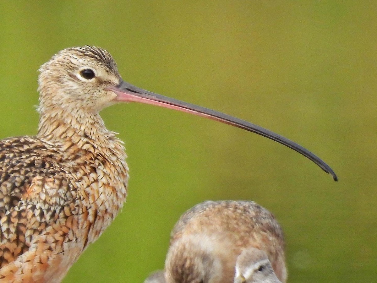 Long-billed Curlew - ML274197721