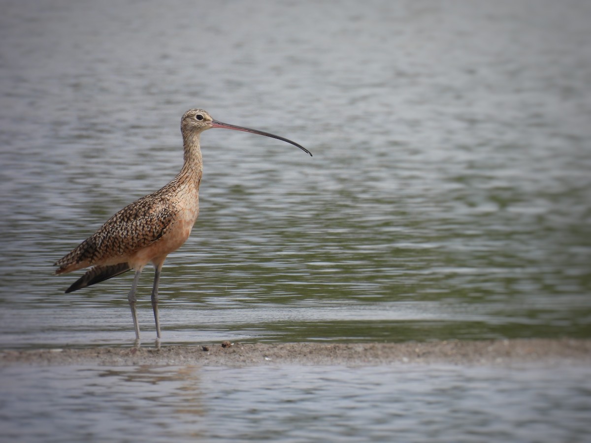 Long-billed Curlew - ML274197791