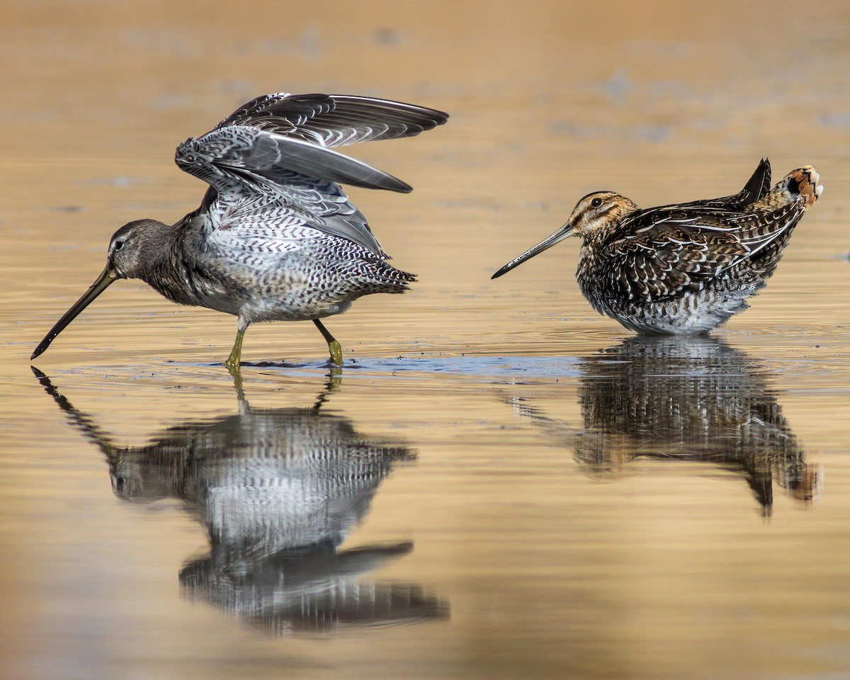 Long-billed Dowitcher - ML274198531