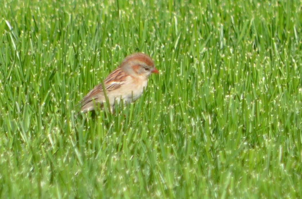Field Sparrow - Jeanne Tao