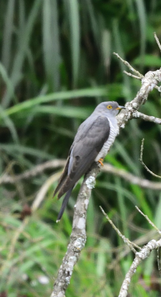 Common Cuckoo - Kiron Vijay