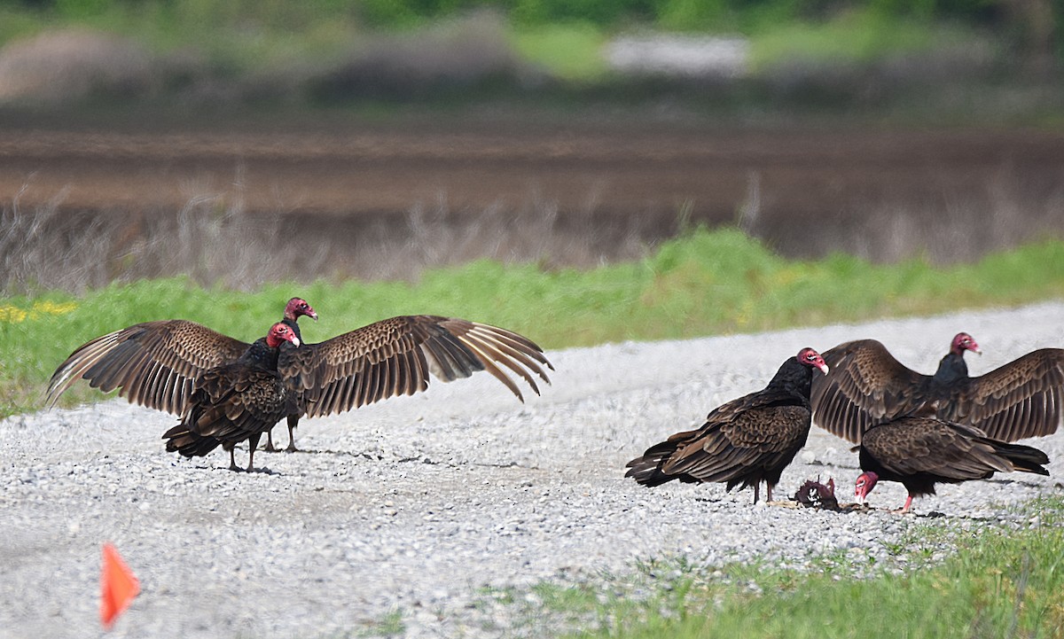 Turkey Vulture - Glenn Wyatt