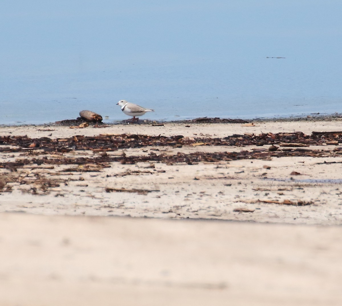 Piping Plover - ML27420891