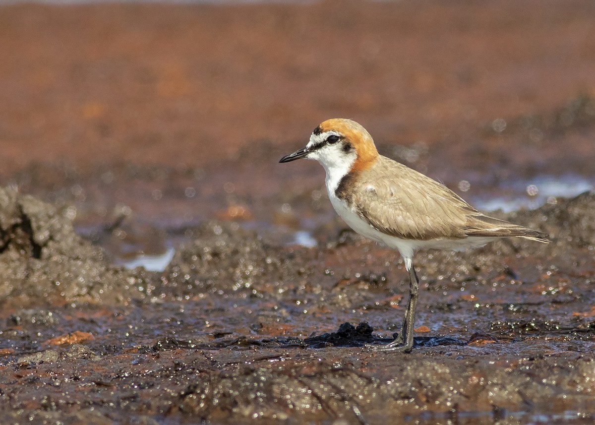 Red-capped Plover - ML274210581