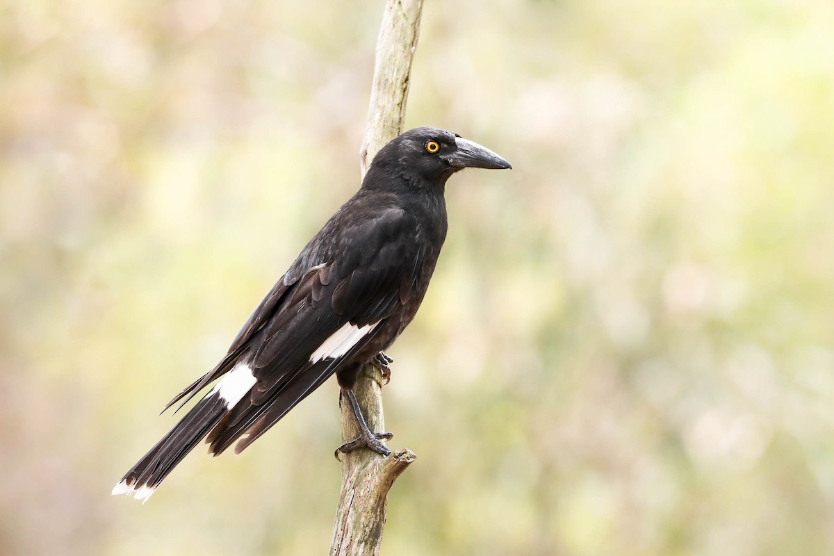 Pied Currawong - ML274211761