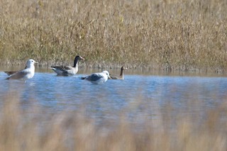 Graylag Goose, ML274219141