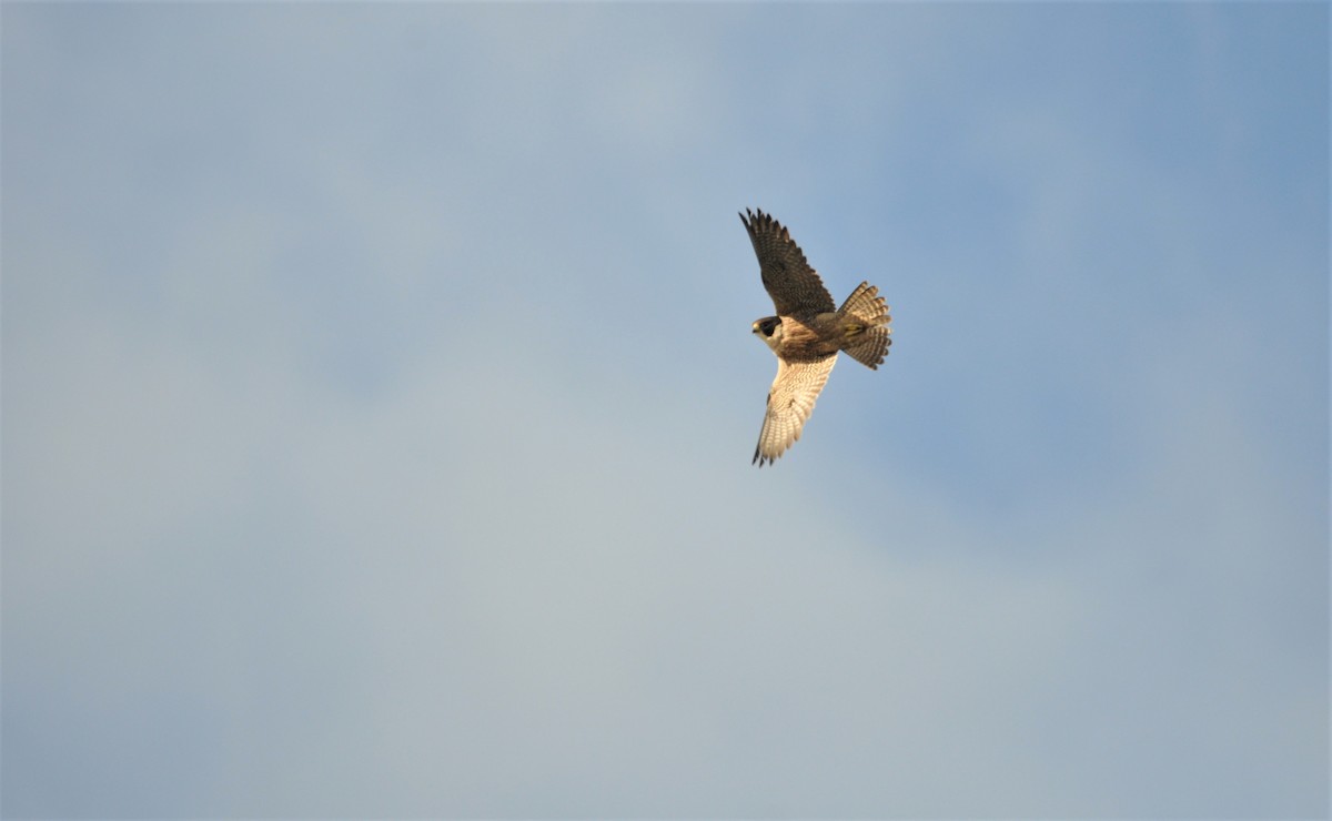 Peregrine Falcon (Australian) - ML274221251