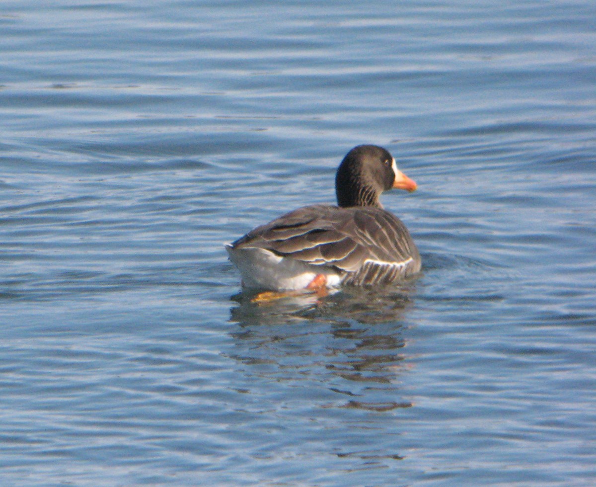 Greater White-fronted Goose (Greenland) - ML274224881