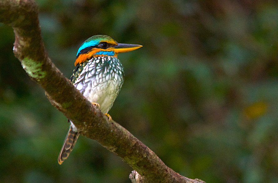 Spotted Kingfisher - ML274228031