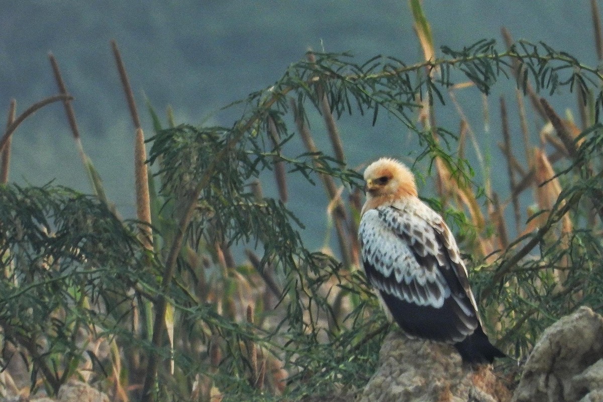 Greater Spotted Eagle - Arun Nair