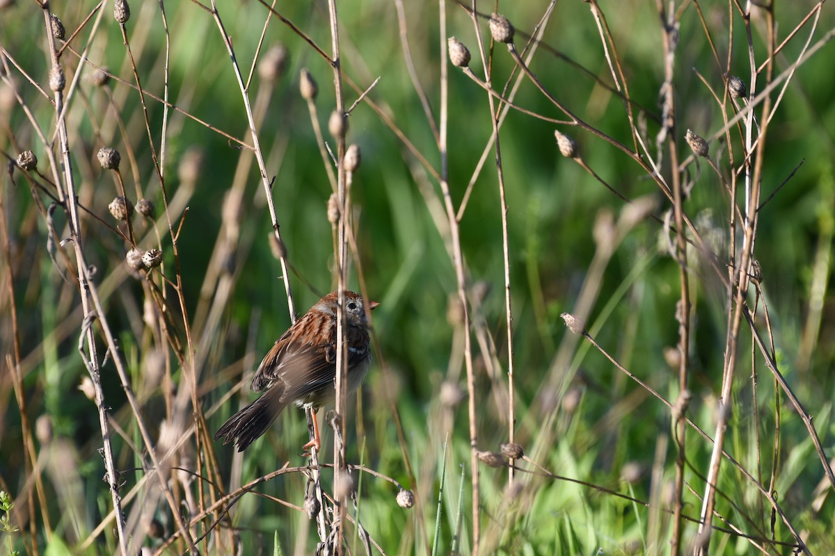 Field Sparrow - Oliver Griffin