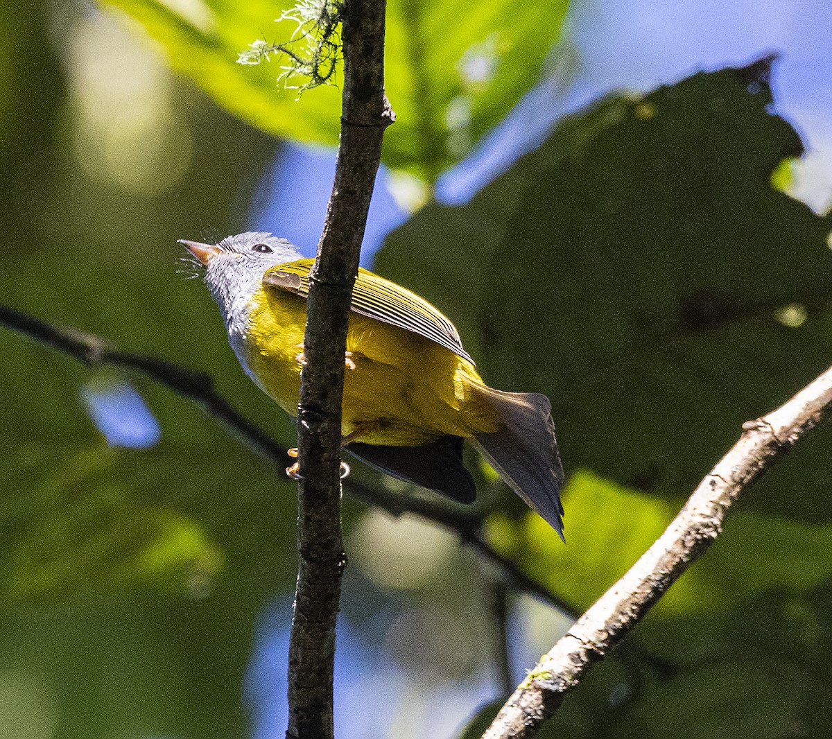 Gray-headed Canary-Flycatcher - Hanno Stamm