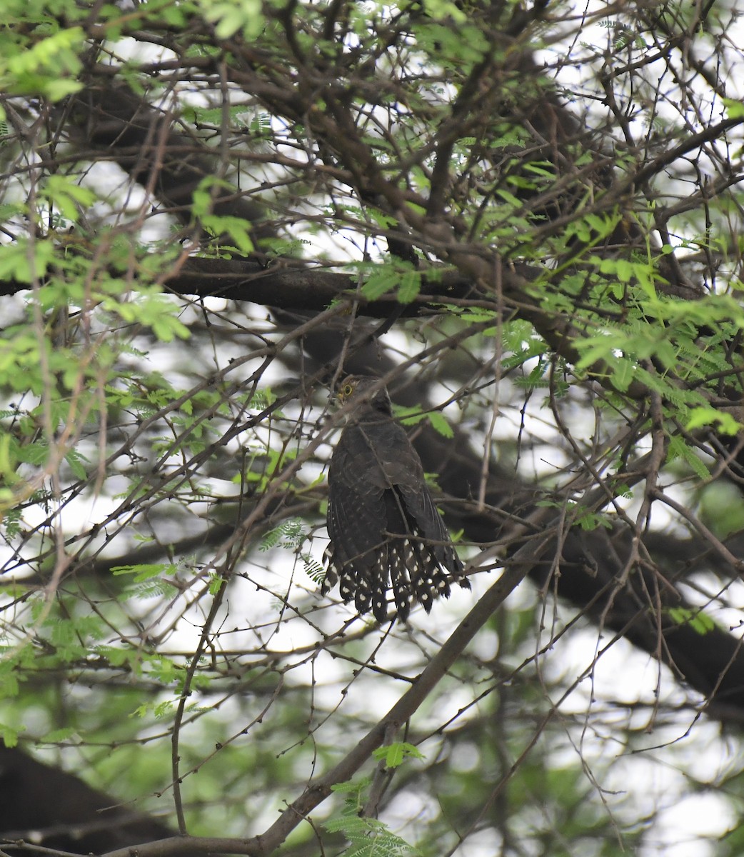 Lesser Cuckoo - Ajinkya  Supekar