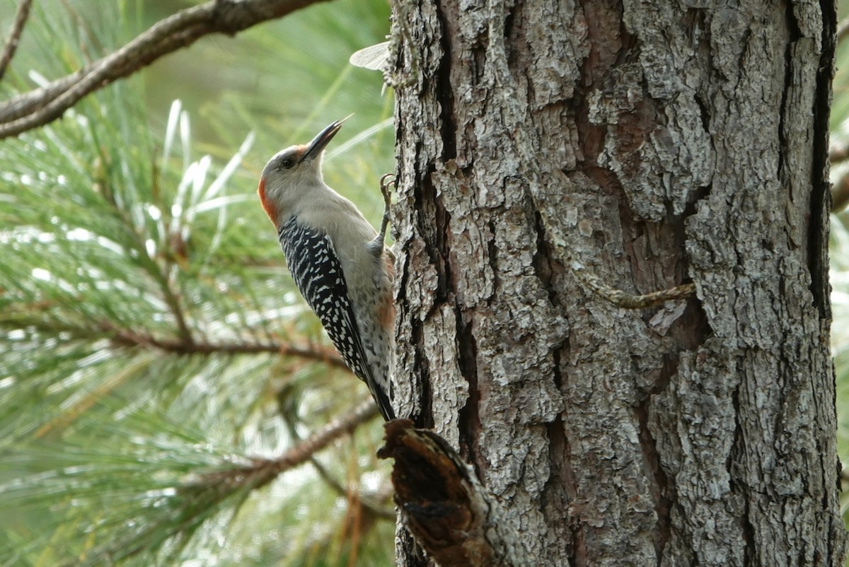 Red-bellied Woodpecker - deborah grimes