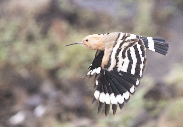 Bird with suspended Second Prebasic Molt (probably subspecies <em class="SciName notranslate">epops).</em> - Eurasian Hoopoe - 