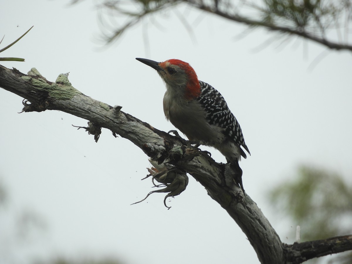 Red-bellied Woodpecker - Shane Carroll
