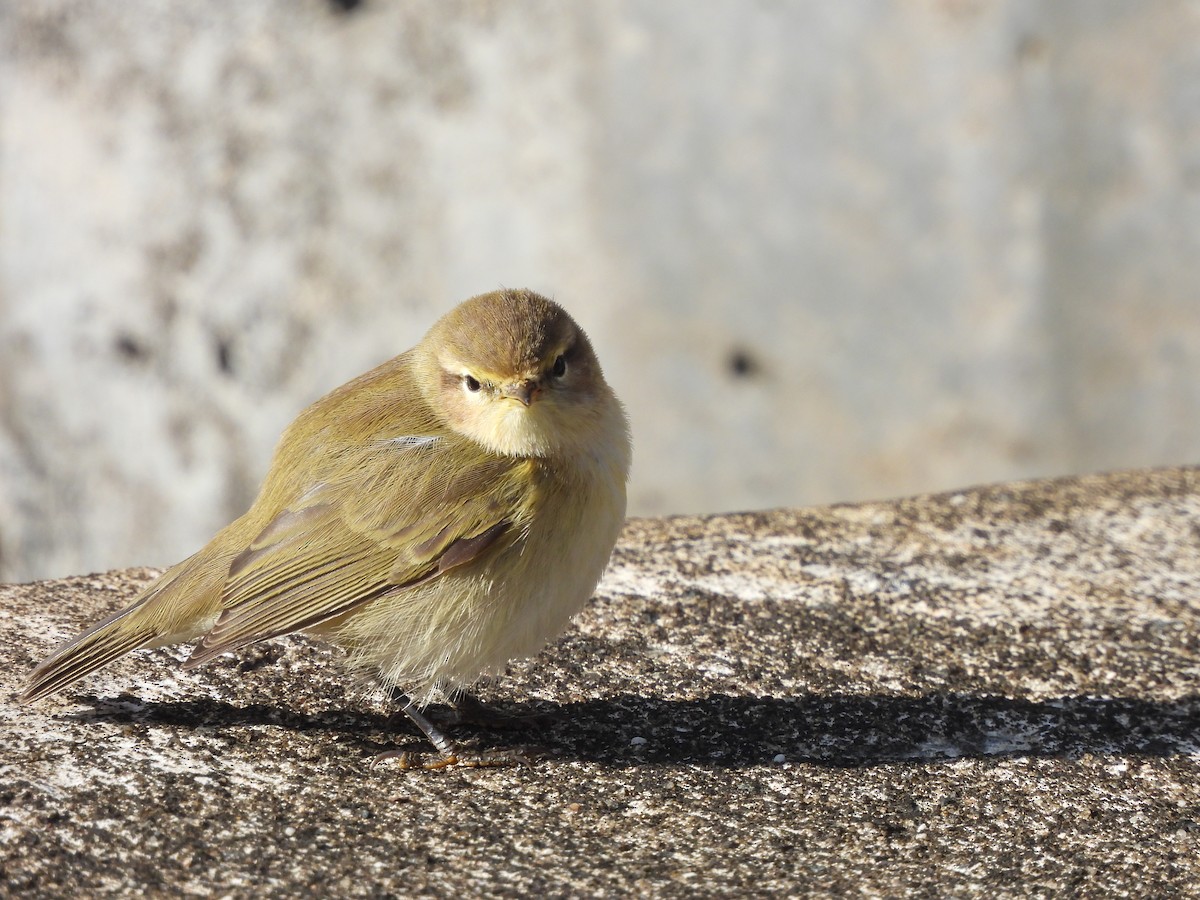 Common Chiffchaff - Frithjof Vogeley