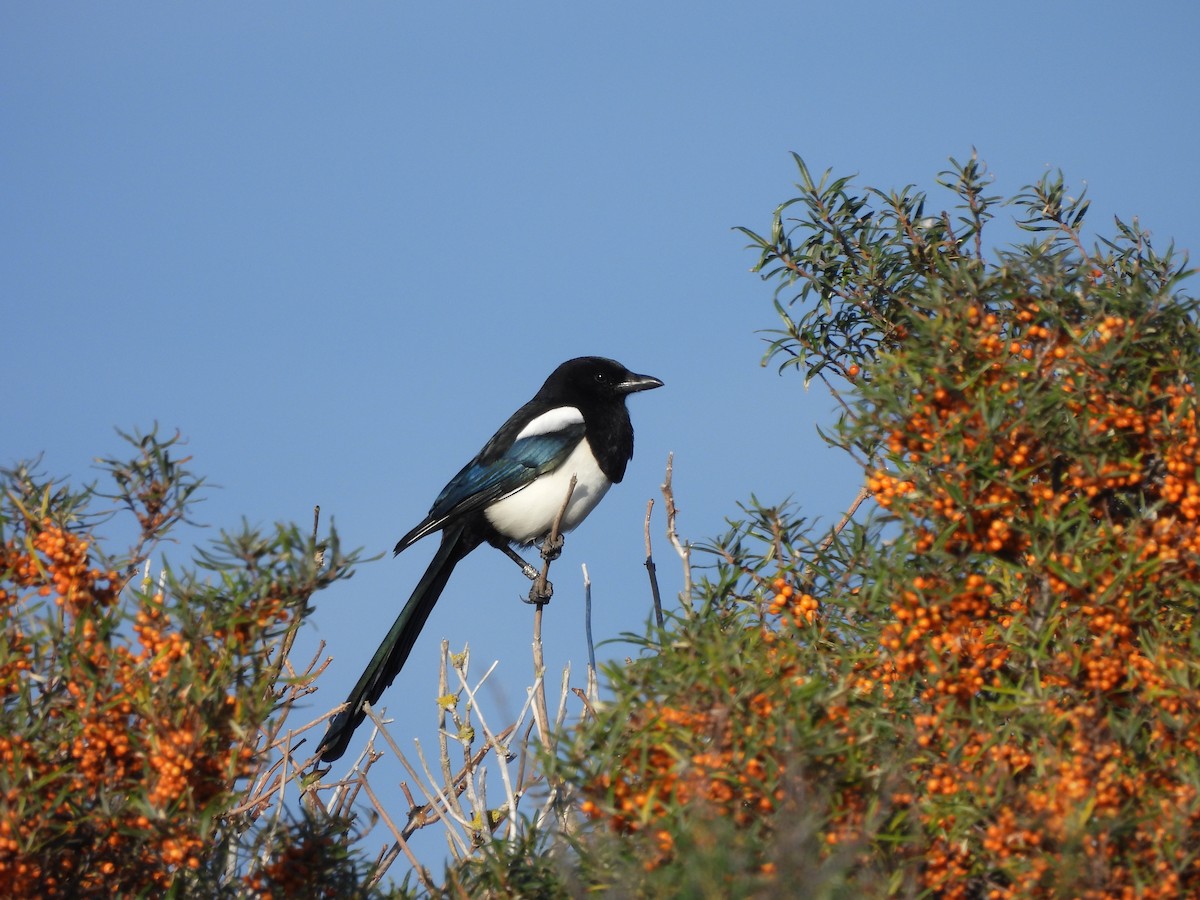 Eurasian Magpie - Frithjof Vogeley