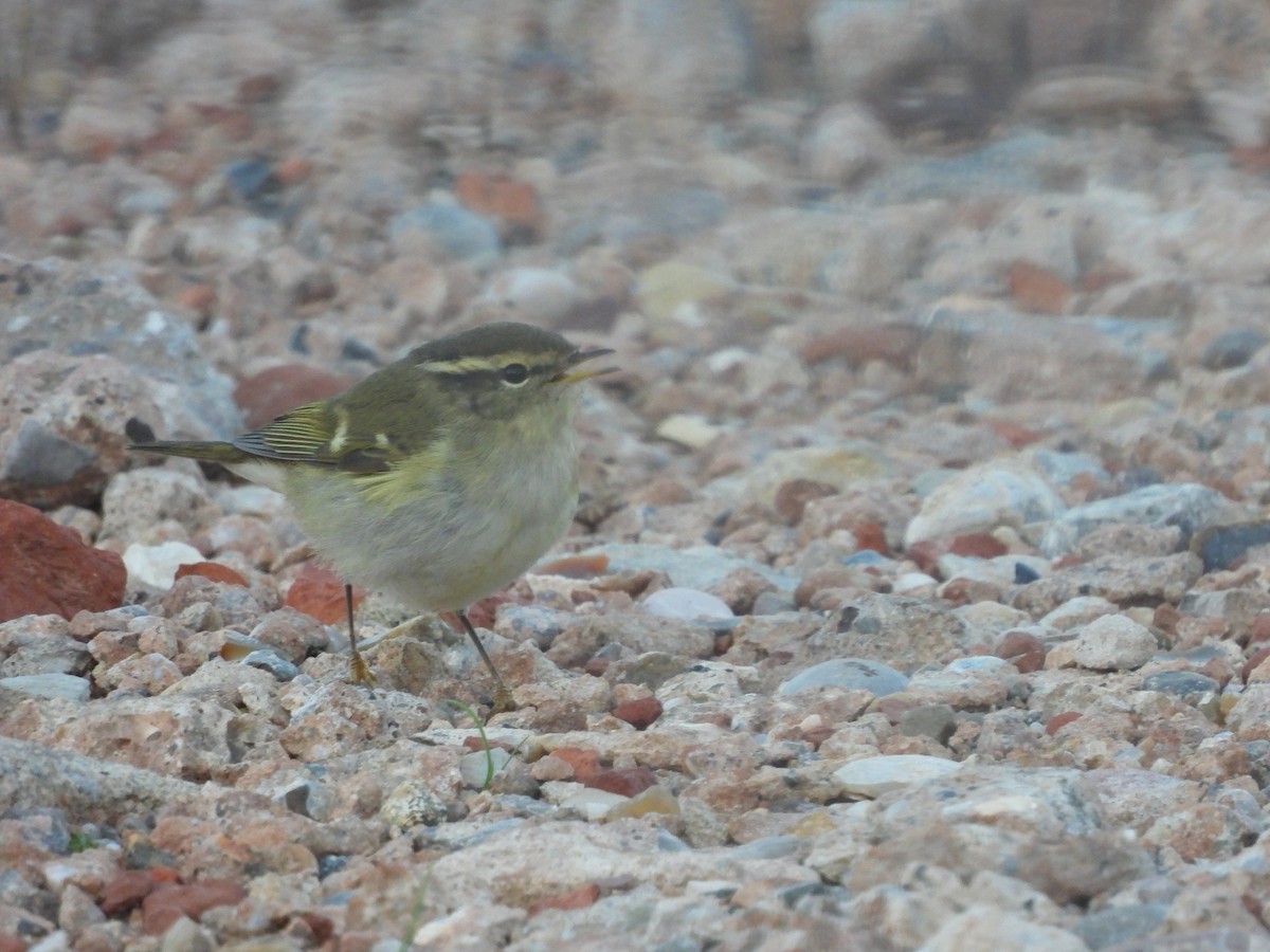 Yellow-browed Warbler - ML274242171