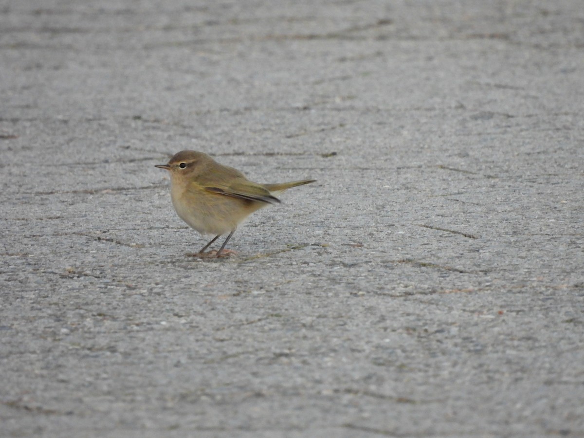 Common Chiffchaff (Siberian) - Frithjof Vogeley