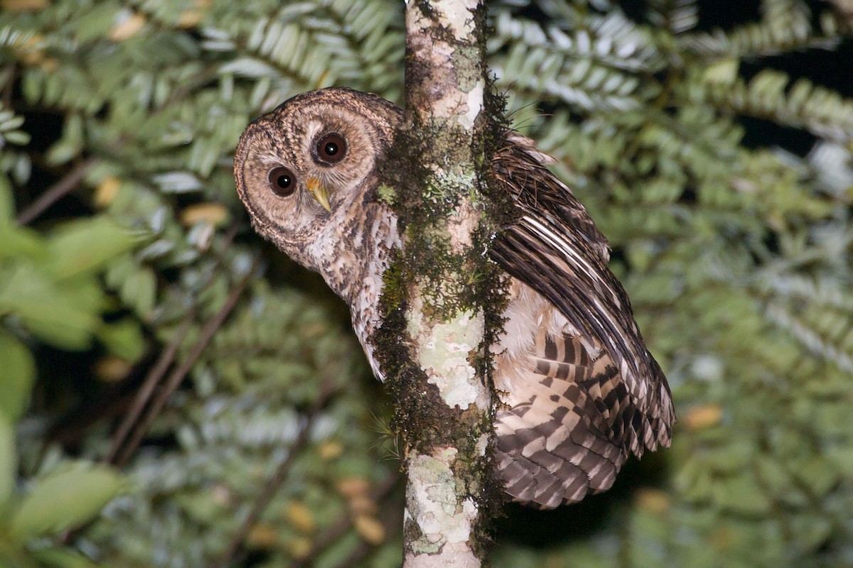 Rusty-barred Owl - Arthur Grosset