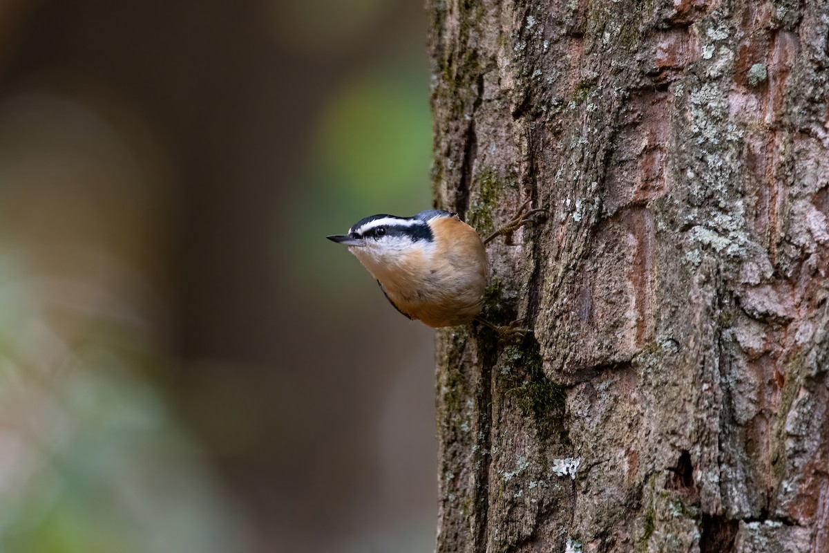 Red-breasted Nuthatch - Karen Hardy