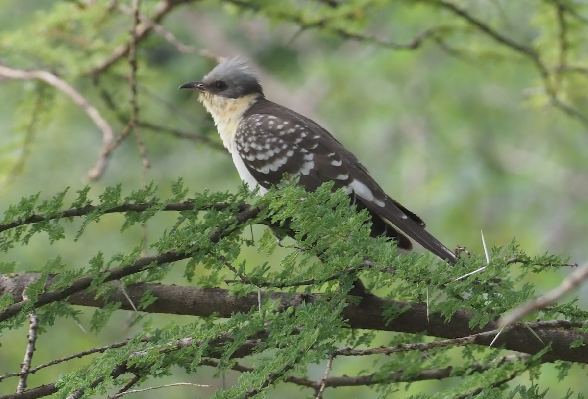Great Spotted Cuckoo - Stephan Lorenz