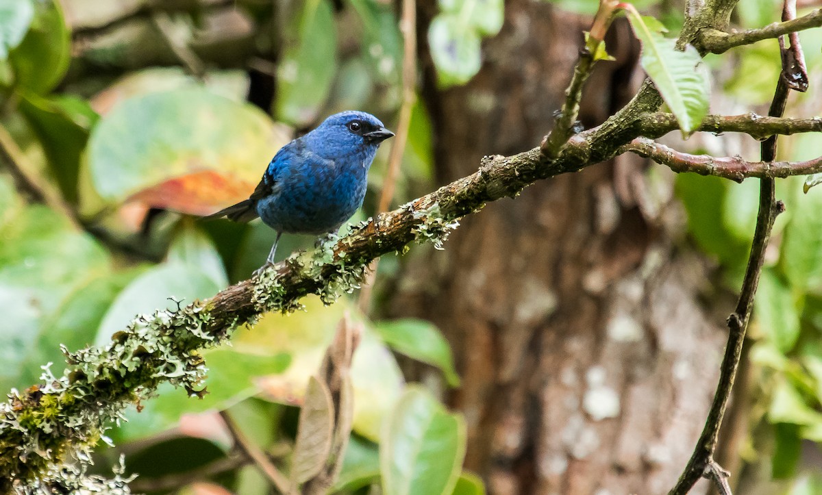 Blue-and-black Tanager - ML274254921