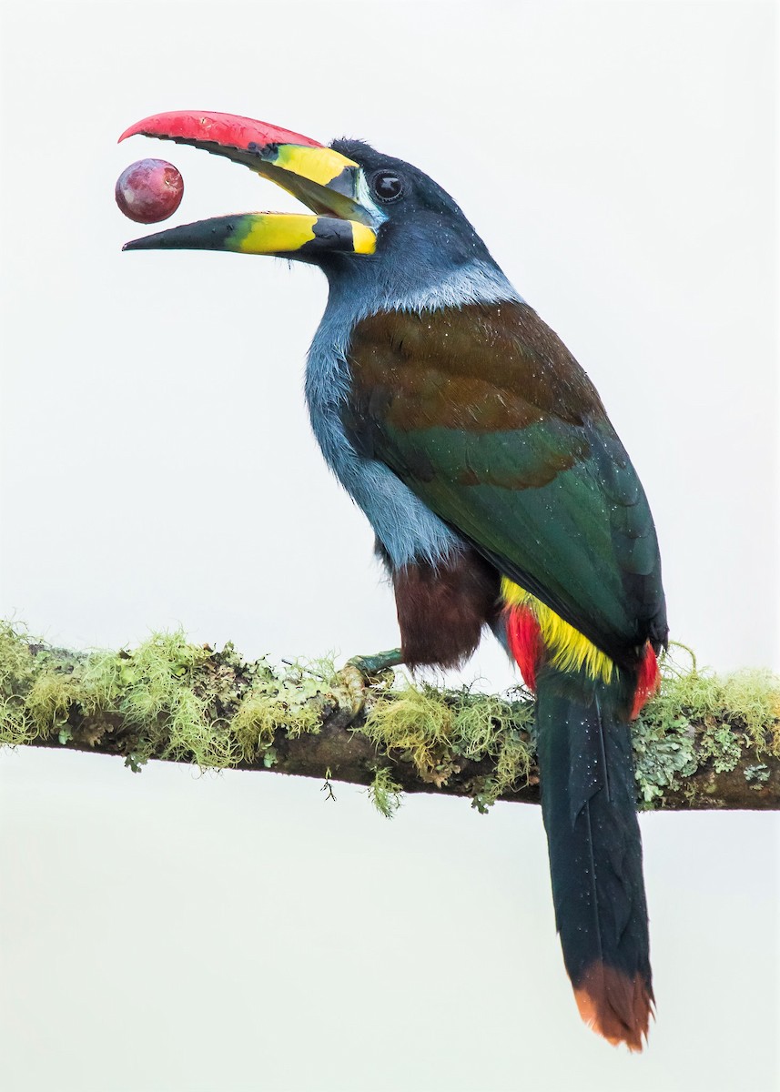 Gray-breasted Mountain-Toucan - ML274256181