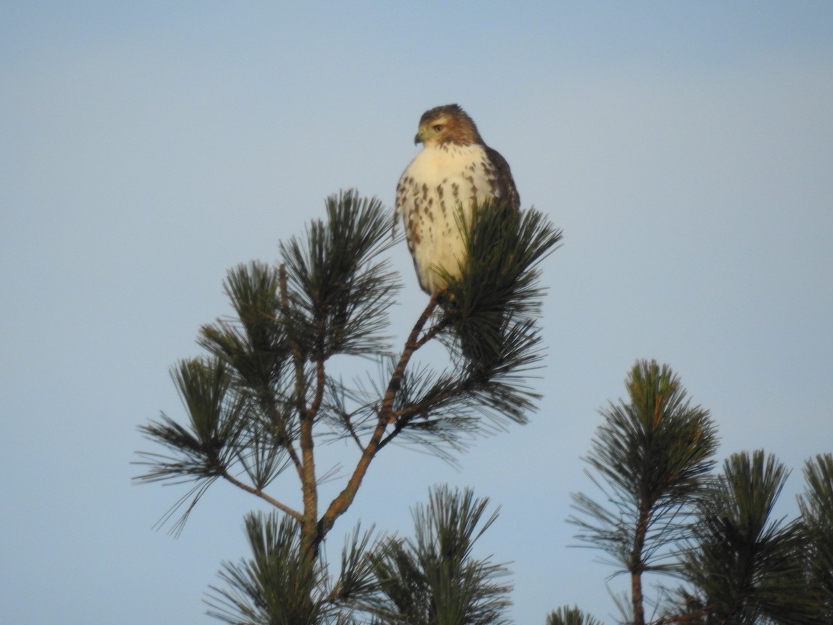 Red-tailed Hawk - Rick Stronks