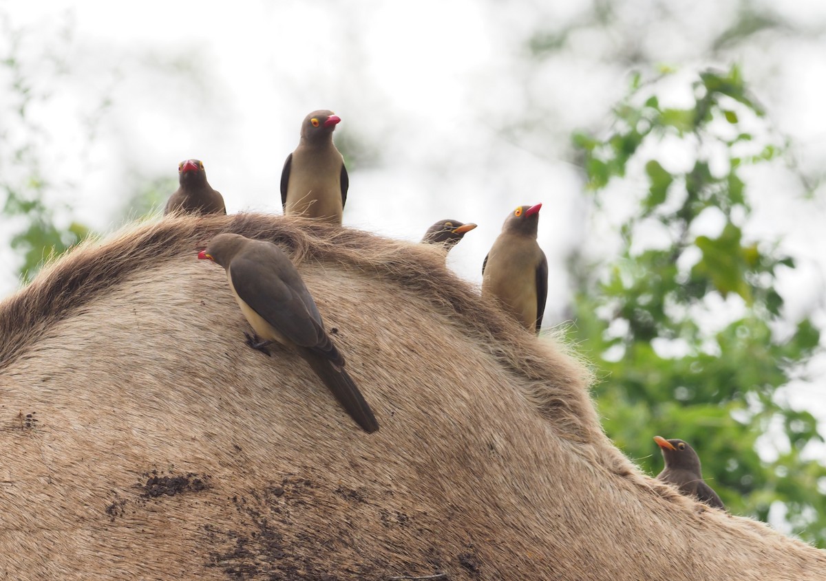 Red-billed Oxpecker - ML274257121