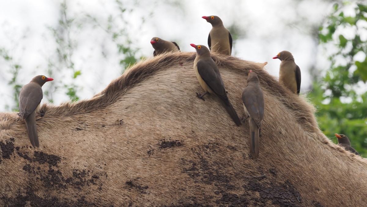 Red-billed Oxpecker - ML274257211