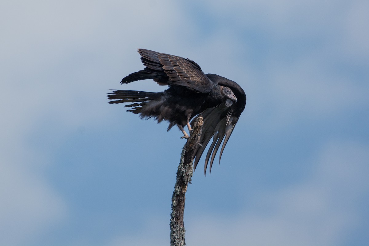 Black Vulture - ML274259281