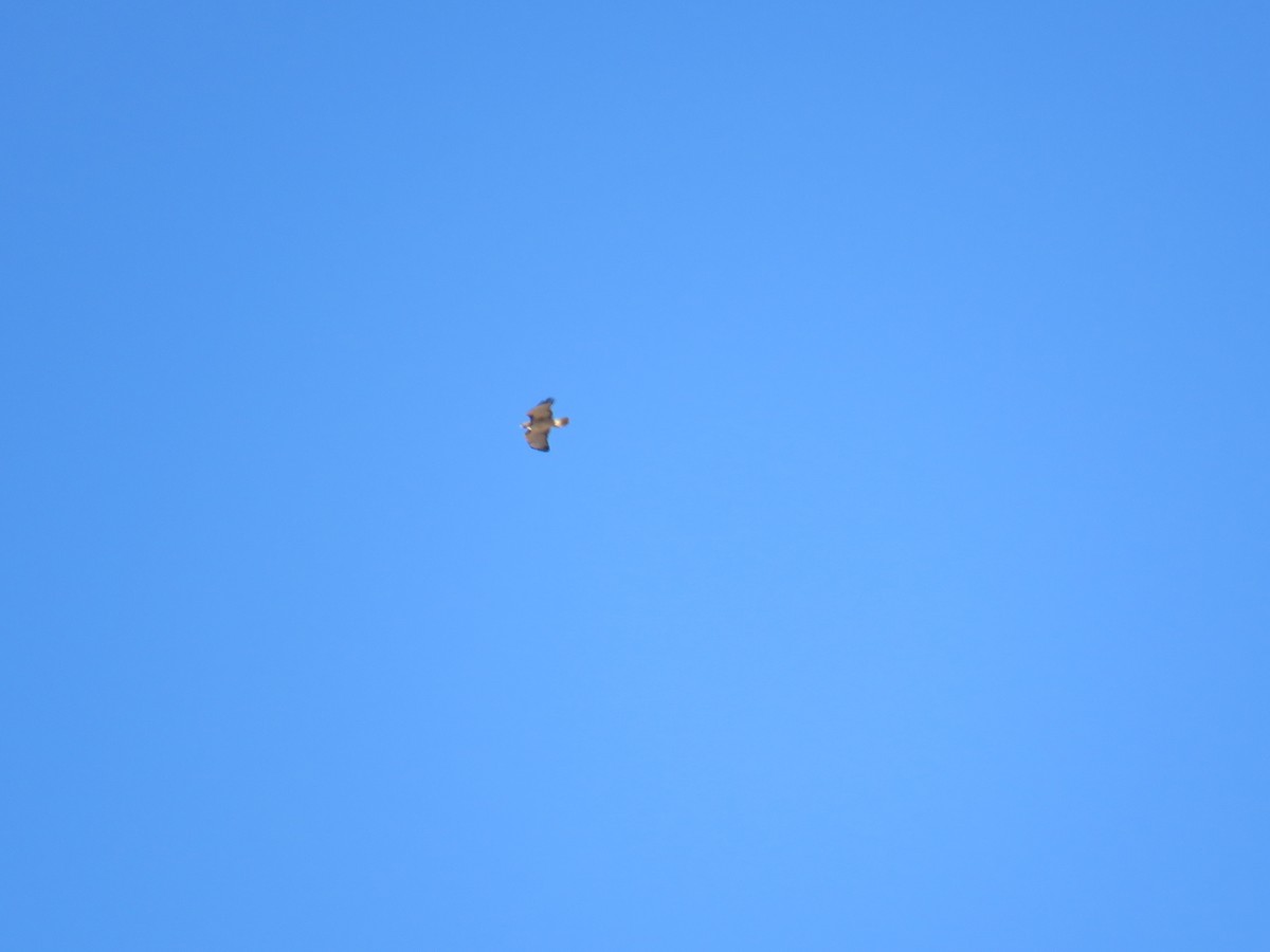 Red-tailed Hawk - ML274265231