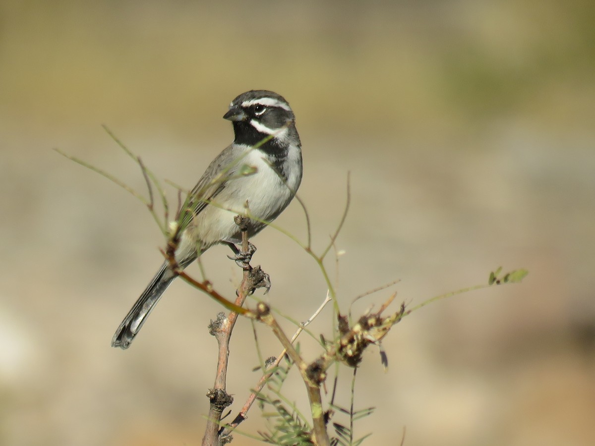 Black-throated Sparrow - ML274266171