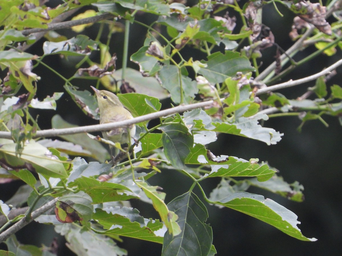 Greenish Warbler - Madhu Chandran