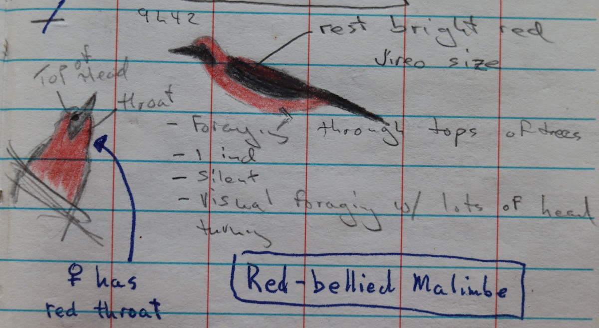 Red-bellied Malimbe - ML274271601