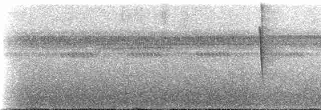 Серогрудый саблекрыл - ML274272