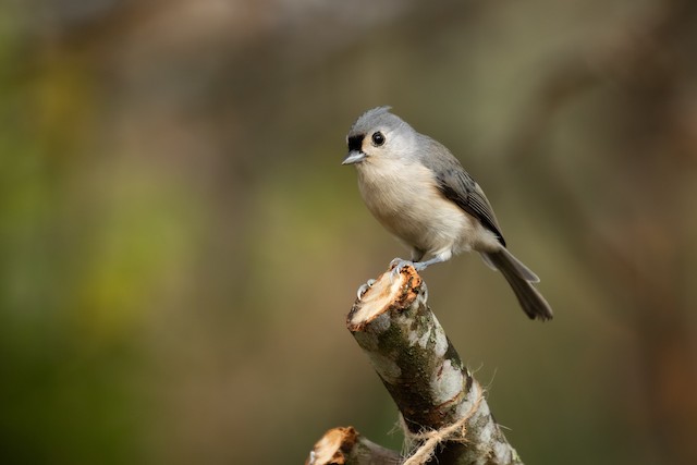 エボシガラ Ebird