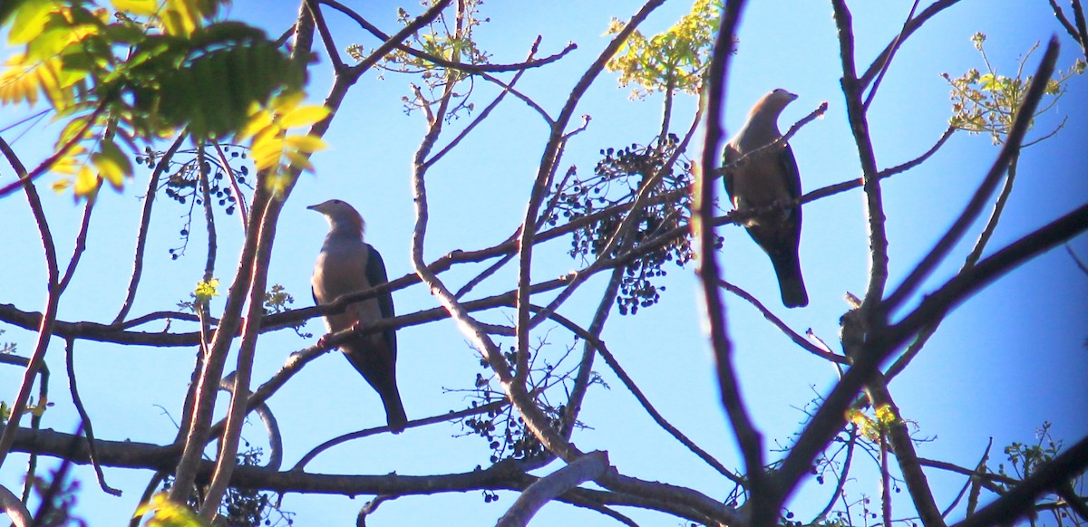 Green Imperial-Pigeon - Sue Hacking