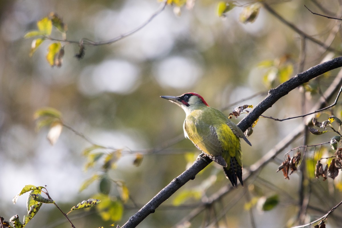 Eurasian Green Woodpecker - Roland Pfeiffer