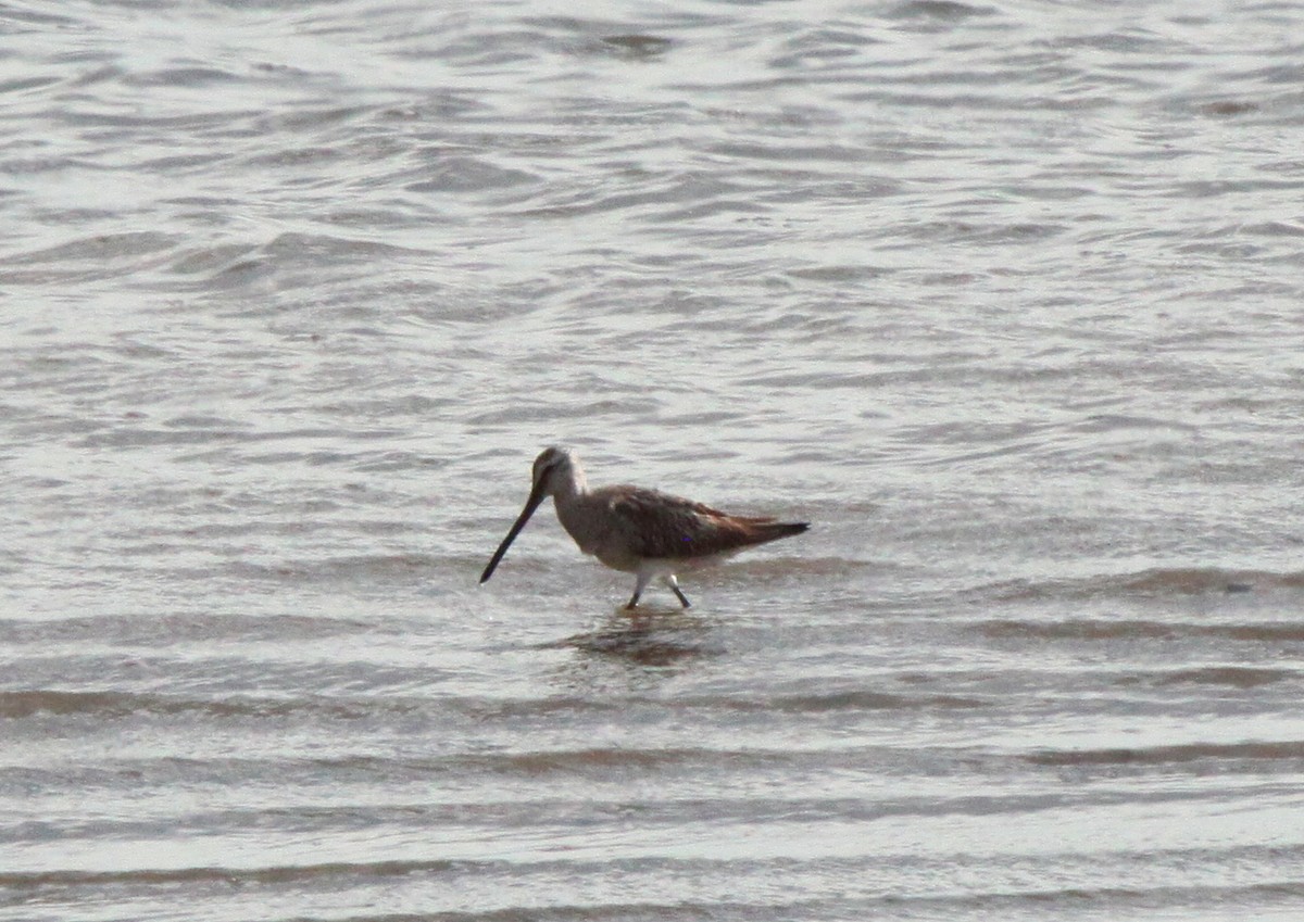 Asian Dowitcher - Peter Kyne