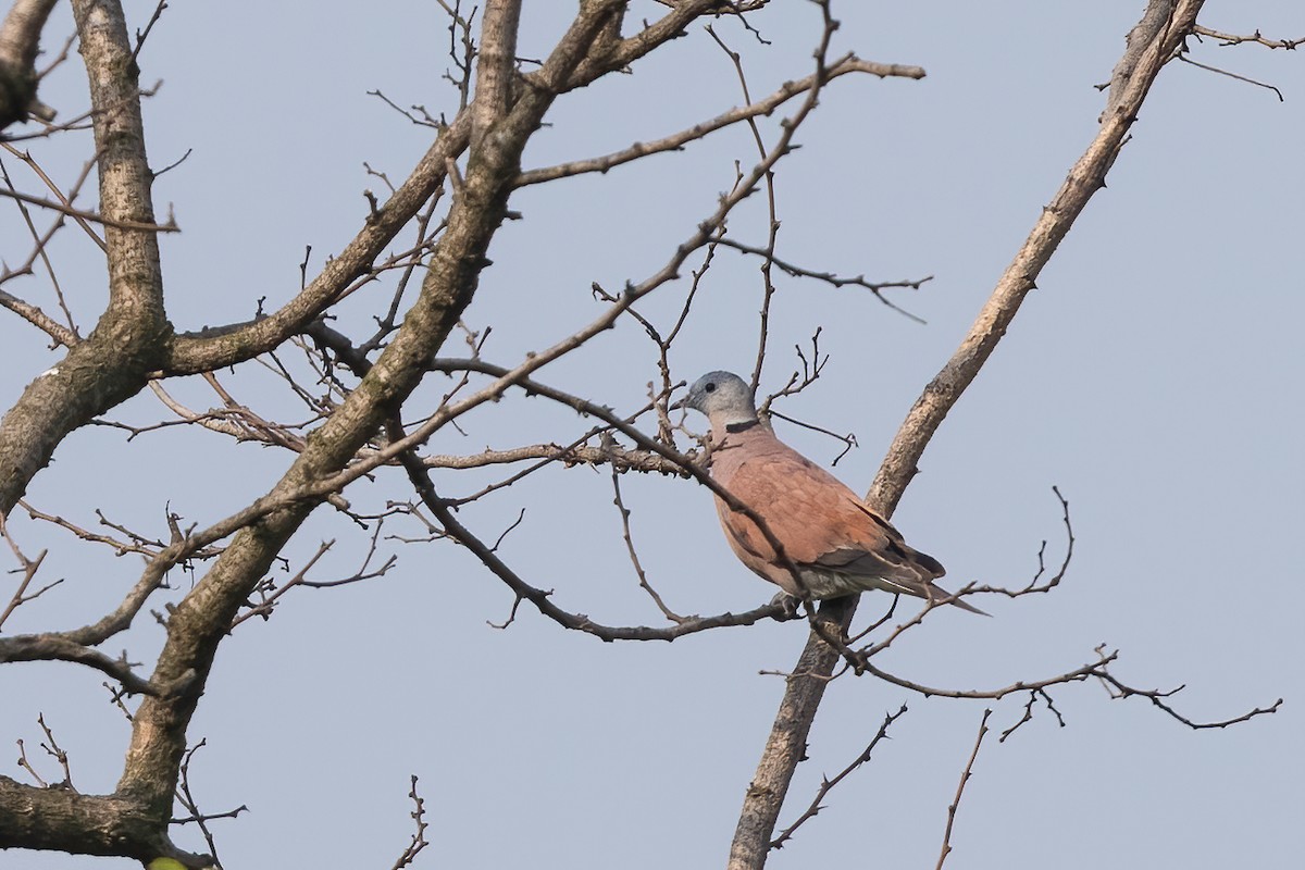 Red Collared-Dove - ML274285011