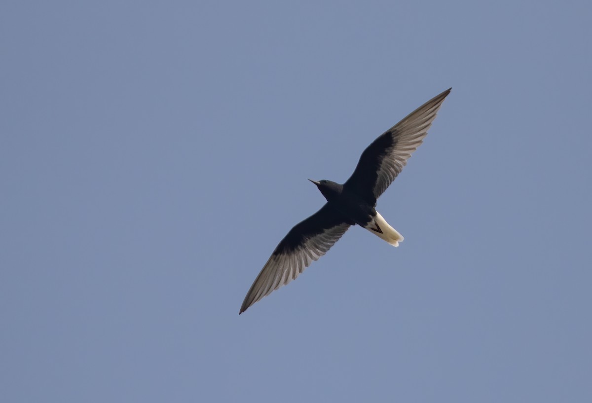 White-winged Tern - Per Smith
