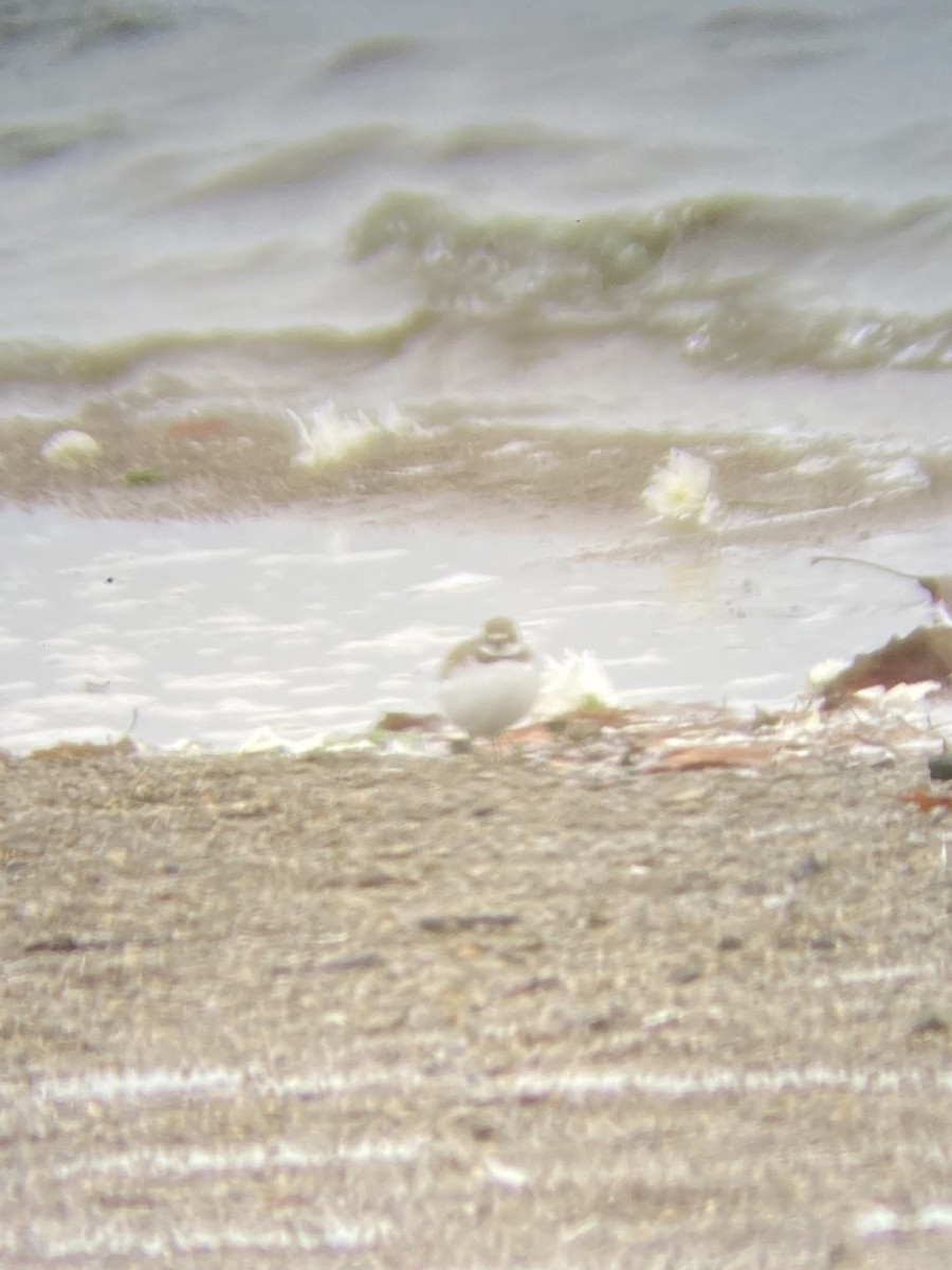 Semipalmated Plover - ML274292851