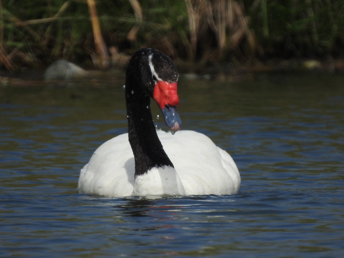 Black-necked Swan - Juan Isacch