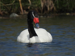 Black-necked Swan, ML274295061