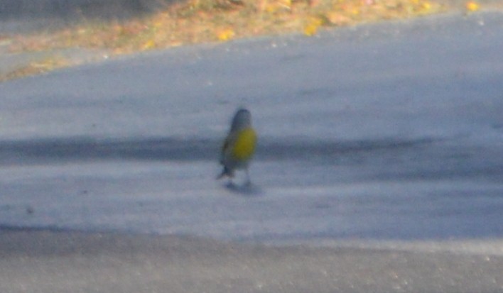 Lawrence's Goldfinch - ML27429681
